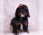 Small #1 Poodle (Toy)