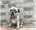 Small #3 French Bulldog