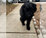 Small Photo #3 Labradoodle Puppy For Sale in ELLICOTT CITY, MD, USA