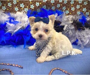 Morkie Puppy for sale in WINNSBORO, LA, USA