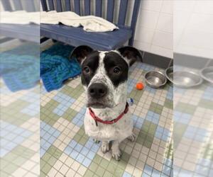 Mutt Dogs for adoption in Fort Collins, CO, USA