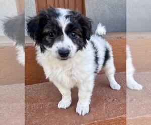 Baron - Male Mutt Dog for Adoption - Photo #3