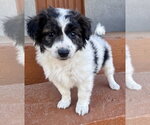 Small Photo #3 Mutt Puppy For Sale in Marina Del Rey, CA, USA