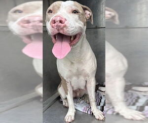 Medium American Pit Bull Terrier