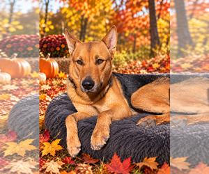 German Shepherd Dog Dogs for adoption in MIDWAY, UT, USA