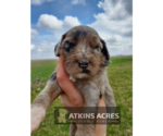 Small Photo #3 Aussie-Poo-Poodle (Standard) Mix Puppy For Sale in CHENOA, IL, USA