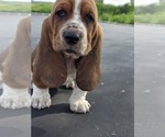 Small Photo #8 Basset Hound Puppy For Sale in GREENLEAF, WI, USA