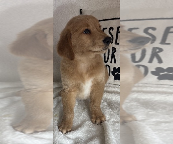 Medium Photo #5 Golden Retriever Puppy For Sale in GREENFIELD, IN, USA
