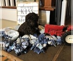 Small Photo #9 Cockapoo Puppy For Sale in BOGART, GA, USA