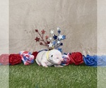 Puppy Nilla Dalmatian