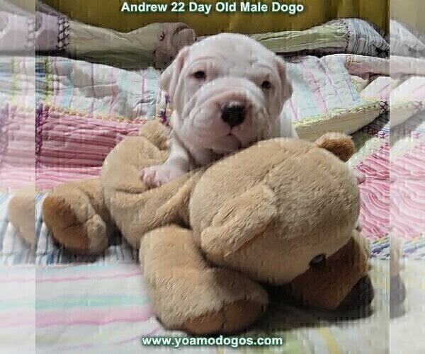 Medium Photo #39 Dogo Argentino Puppy For Sale in JANE, MO, USA