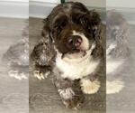 Small Photo #2 Cocker Spaniel Puppy For Sale in Westminster, MD, USA