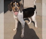 Small #1 Bluetick Coonhound