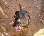 Small #5 American Pit Bull Terrier Mix