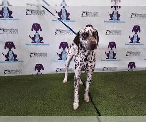 Dalmatian Dogs for adoption in Orlando, FL, USA