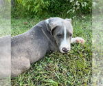 Small #4 Bulldog Mix