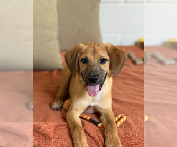 Medium Photo #6 Mutt Puppy For Sale in San Leon, TX, USA