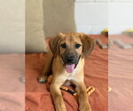 Small #5 Mutt