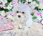 Small #98 Maltese