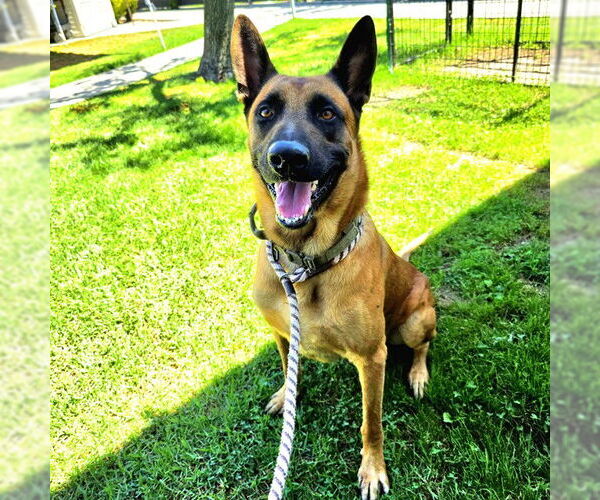 Medium Photo #1 German Shepherd Dog-Unknown Mix Puppy For Sale in Long Beach, CA, USA