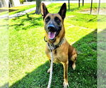 Small German Shepherd Dog Mix