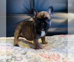 Small Photo #1 French Bulldog Puppy For Sale in HUDSON, CO, USA
