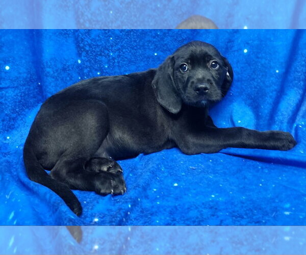 Medium Photo #3 Labrador Retriever-Unknown Mix Puppy For Sale in Wetumpka, AL, USA