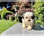 Small #7 Shih Tzu