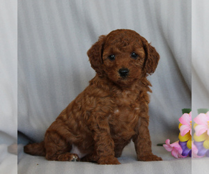 Poodle (Miniature) Puppy for sale in NARVON, PA, USA