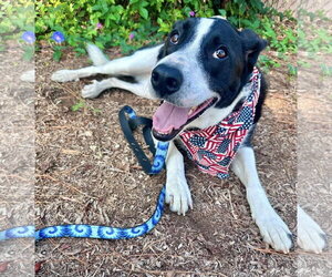 Border Collie-Unknown Mix Dogs for adoption in San Diego, CA, USA