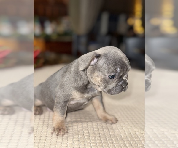Medium Photo #9 French Bulldog Puppy For Sale in HILTON, NY, USA