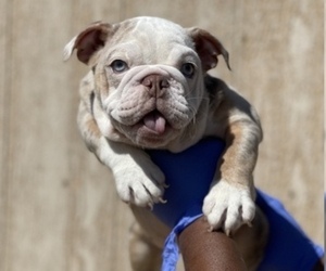 English Bulldog Puppy for sale in LAS VEGAS, NV, USA