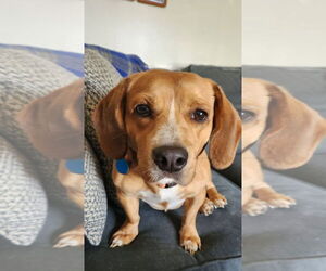 Beagle-Unknown Mix Dogs for adoption in Rochester, NY, USA