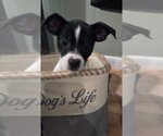 Small Chihuahua