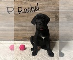 Puppy Rachel Bulldog