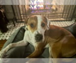 Small Photo #4 Mutt Puppy For Sale in Aurora, CO, USA
