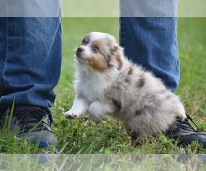 Miniature Australian Shepherd Puppy for sale in PALM COAST, FL, USA