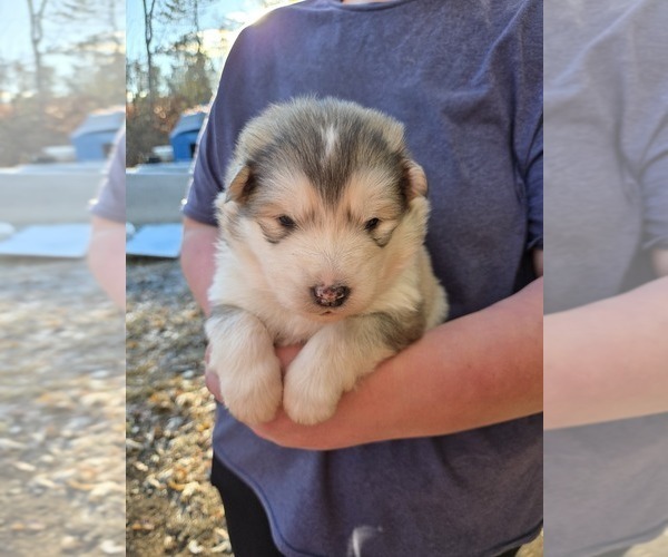 Medium Photo #2 Alaskan Malamute Puppy For Sale in CRIVITZ, WI, USA