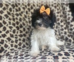 Small #6 Cavapoo