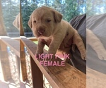Puppy Pink Collar Labrador Retriever