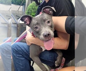 American Staffordshire Terrier-Unknown Mix Dogs for adoption in San Antonio, TX, USA