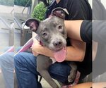 Small American Staffordshire Terrier Mix