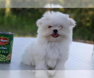 Maltese Puppy for sale in KENDALL, FL, USA