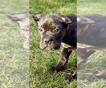 Small Photo #3 Cane Corso Puppy For Sale in ALLENTOWN, PA, USA