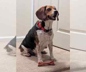 Beagle Dogs for adoption in Clinton , MI, USA