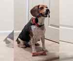 Benny - Male Beagle Dog for Adoption - Small photo