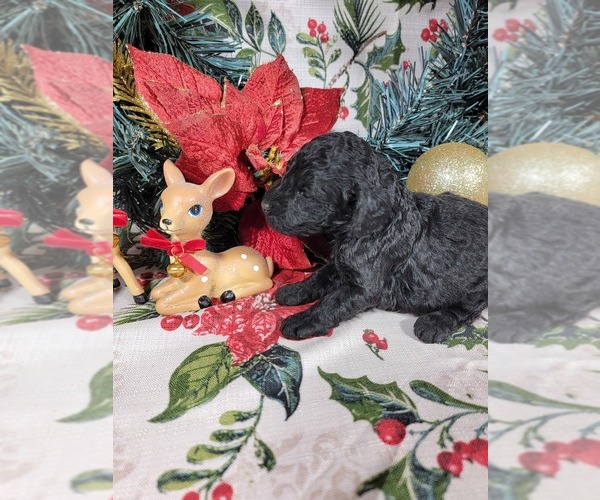 Medium Photo #48 Poodle (Toy) Puppy For Sale in BLACK FOREST, CO, USA