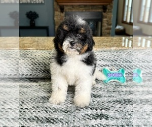 Mal-Shi Puppy for sale in GREENFIELD, IN, USA