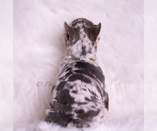 Medium Photo #5 French Bulldog Puppy For Sale in WARSAW, IN, USA