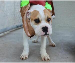 American Pit Bull Terrier Dogs for adoption in Martinez, CA, USA